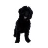 flat750x075f pad750x750f8f8f8 9 - Goldendoodle Stuff