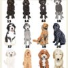 il 1000xN.4765475248 6tz6 - Goldendoodle Stuff